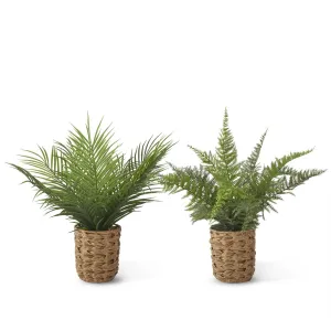 Fern In Woven Pot